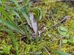 Araneae