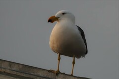 Larus pacificus