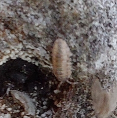 Oniscidea