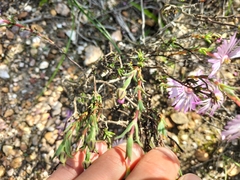 Lampranthus leptaleon