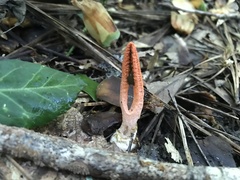Pseudocolus fusiformis