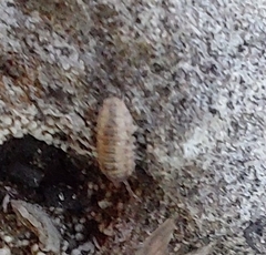 Oniscidea