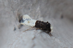 Trichophaga tapetzella