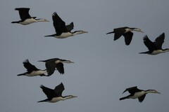Phalacrocorax varius