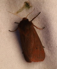 Phragmatobia fuliginosa