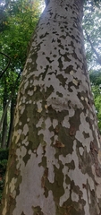 Platanus