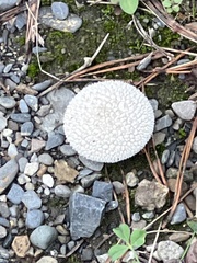 Lycoperdon marginatum