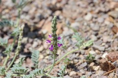 Dalea lanata terminalis