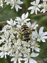 Myathropa florea