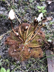 Drosera whittakeri