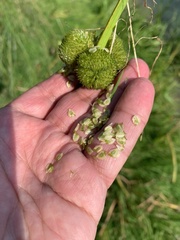 Sagittaria sagittifolia