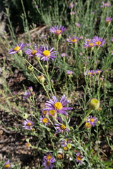 Erigeron foliosus