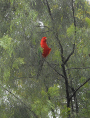 Alisterus scapularis