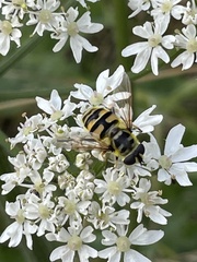 Myathropa florea
