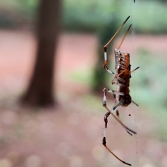 Herennia multipuncta