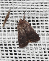 Noctuidae