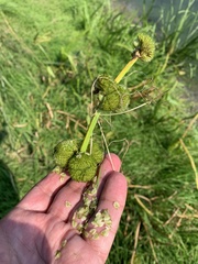 Sagittaria sagittifolia