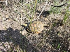 Homopus areolatus
