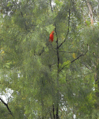 Alisterus scapularis