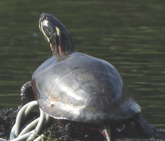 Chrysemys picta picta