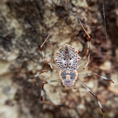 Herennia multipuncta