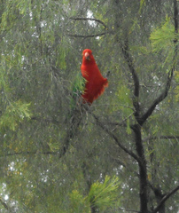 Alisterus scapularis