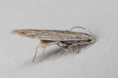 Coleophora
