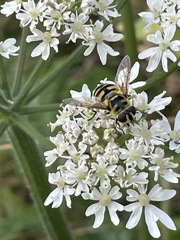 Myathropa florea
