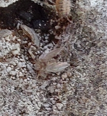 Psychodinae