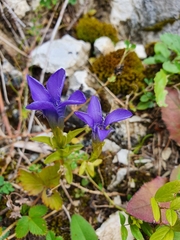 Gentianopsis ciliata