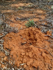 Tachyglossus aculeatus