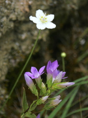 Gentianella aspera