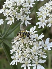 Myathropa florea