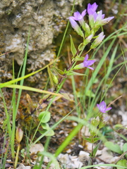 Gentianella aspera