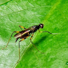 Micropezidae