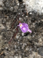 Utricularia caerulea