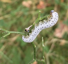 Tenthredo scrophulariae
