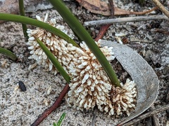 Lomandra juncea
