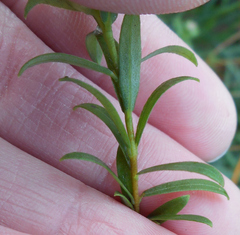 Pimelea