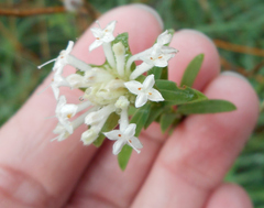 Pimelea