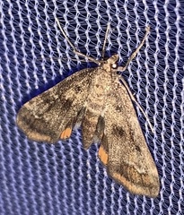 Parapoynx obscuralis