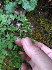 Adiantum formosanum