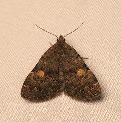 Idia aemula