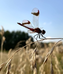 Sympetrum pedemontanum