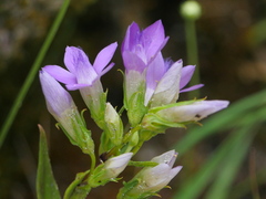 Gentianella aspera