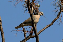Streptopelia capicola