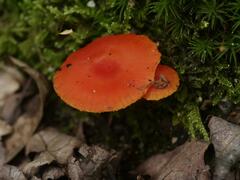 Hygrocybe miniata