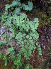 Adiantum formosanum