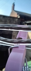 Salticus scenicus