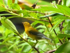 Protonotaria citrea